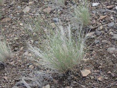 Pseudoroegneria spicata, photographed by Shane Johnson