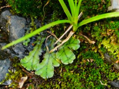 Marchantia polymorpha, photographed by Michael Warner