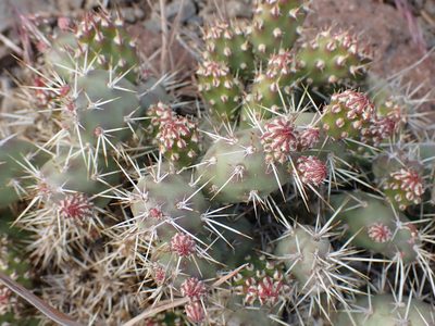 Opuntia fragilis, photographed by Shane Johnson