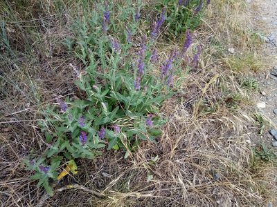 Salvia nemorosa, photographed by Vladimír Fuka