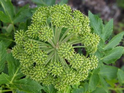 Angelica archangelica