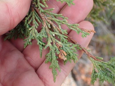 Juniperus scopulorum, photographed by Shane Johnson
