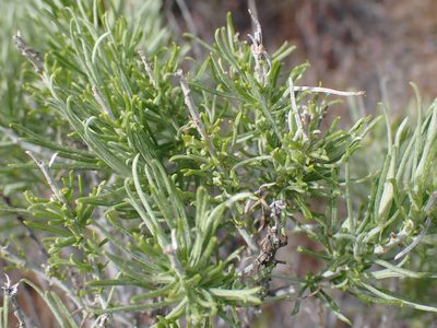 Ericameria nauseosa, photographed by Shane Johnson