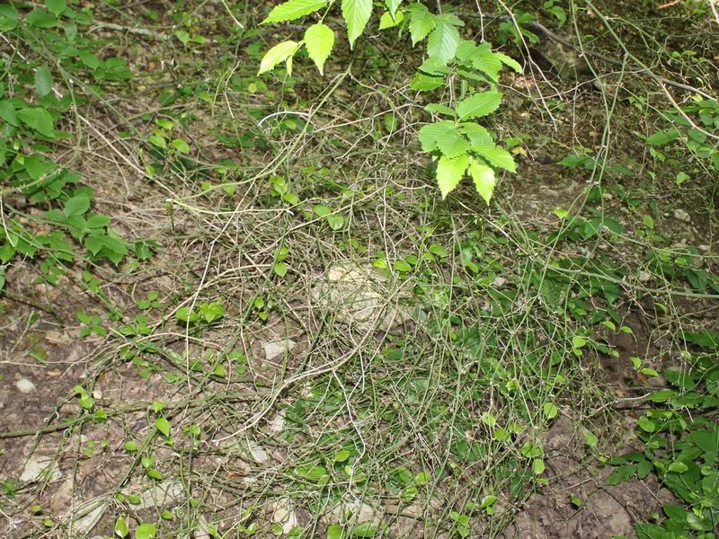 Smilax excelsa, photographed by Юрий Данилевский (Yuriy Danilevsky)