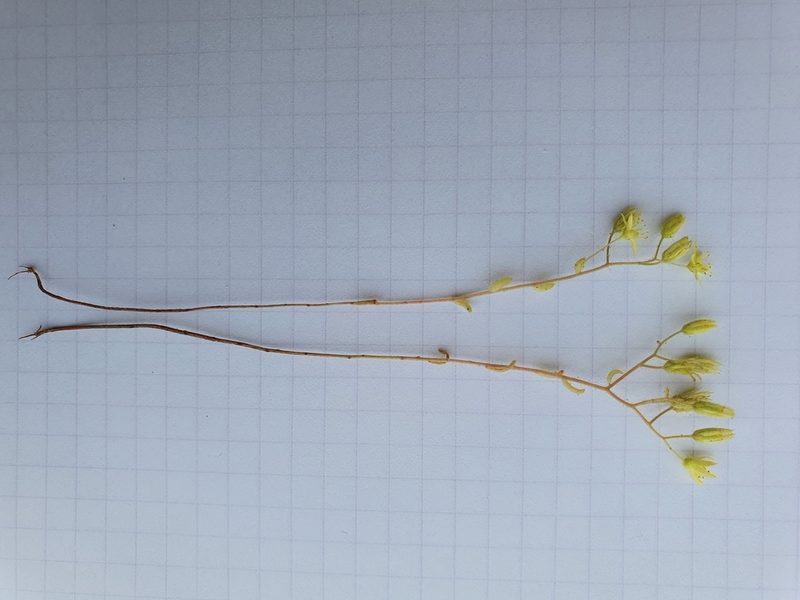 Sedum pubescens, photographed by Mehdi Chetibi