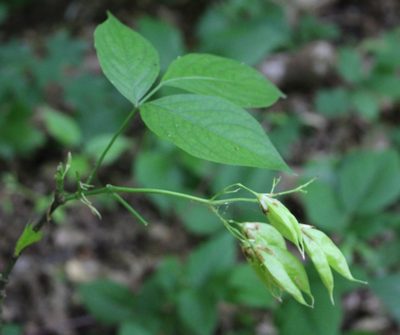 Staphylea colchica, photographed by Юрий Данилевский (Yuriy Danilevsky)
