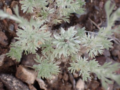 Artemisia frigida, photographed by Shane Johnson