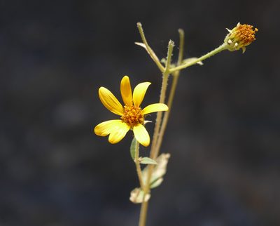 Aldama cordifolia, photographed by Wendy McCrady