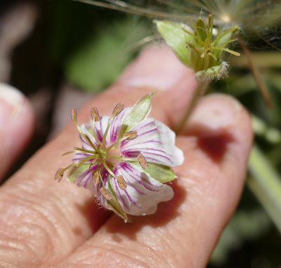 Geranium lentum, photographed by Wendy McCrady
