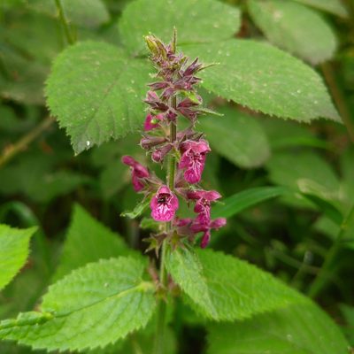 Stachys sylvatica, photographed by Stephan Mende