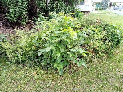 Juglans regia, photographed by Vladimír Fuka