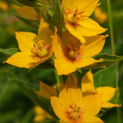 Lysimachia punctata, photographed by Stephan Mende