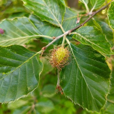 Fagus sylvatica, photographed by Stephan Mende