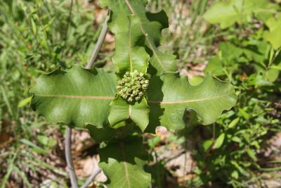 Asclepias amplexicaulis, photographed by Gus