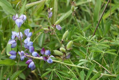 Lupinus perennis, photographed by Gus