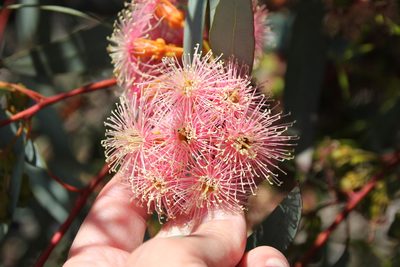 Eucalyptus torquata, photographed by Millie Basden