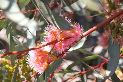 Eucalyptus torquata, photographed by Millie Basden
