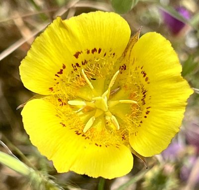 Calochortus luteus, photographed by Chuck Wilson
