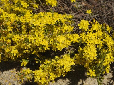 Hudsonia tomentosa, photographed by Erik Schiff