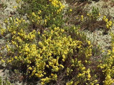 Hudsonia tomentosa, photographed by Erik Schiff