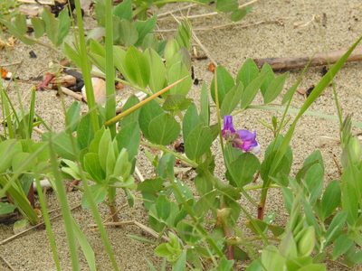 Lathyrus japonicus, photographed by Alexis Godin