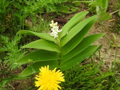 Maianthemum stellatum, photographed by Alexis Godin