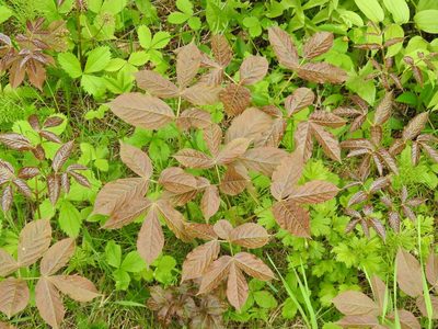 Aralia nudicaulis, photographed by Alexis Godin