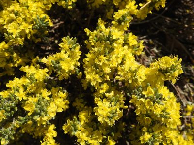 Hudsonia tomentosa, photographed by Erik Schiff