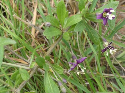 Lycium barbarum, photographed by Michael Hansen