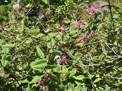 Lonicera hispidula, photographed by Chuck Wilson