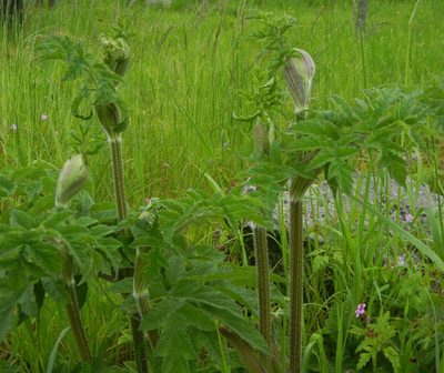 Heracleum sphondylium, photographed by Jon Mortin