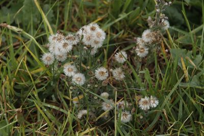Erigeron bonariensis