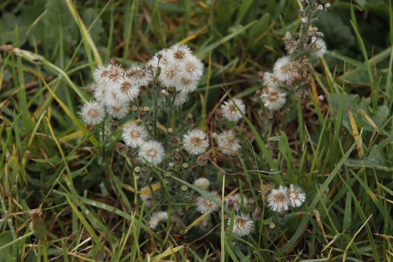 Erigeron bonariensis, photographed by Tony Rebelo