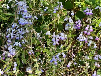 Collinsia heterophylla, photographed by Chuck Wilson
