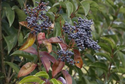 Ligustrum lucidum, photographed by Tony Rebelo