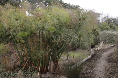 Cyperus papyrus, photographed by Tony Rebelo