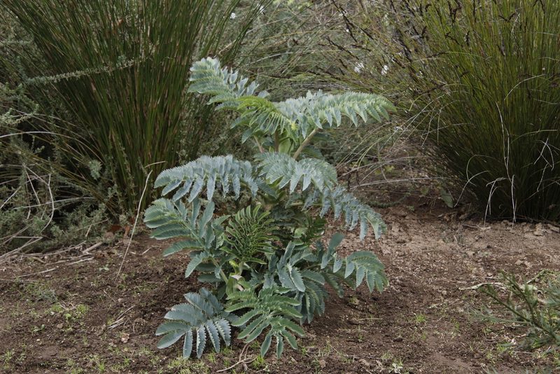 Melianthus major, photographed by Tony Rebelo