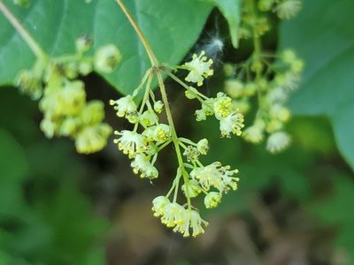 Menispermum canadense, photographed by Craig Martin