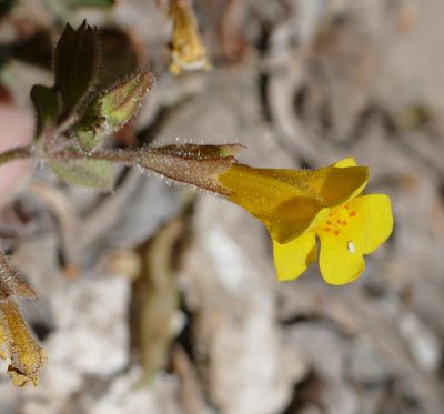 Erythranthe unimaculata, photographed by Wendy McCrady