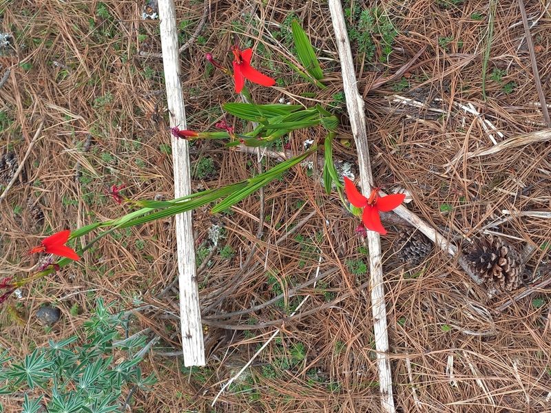 Tigridia orthantha, photographed by Gabriela Cruz-G