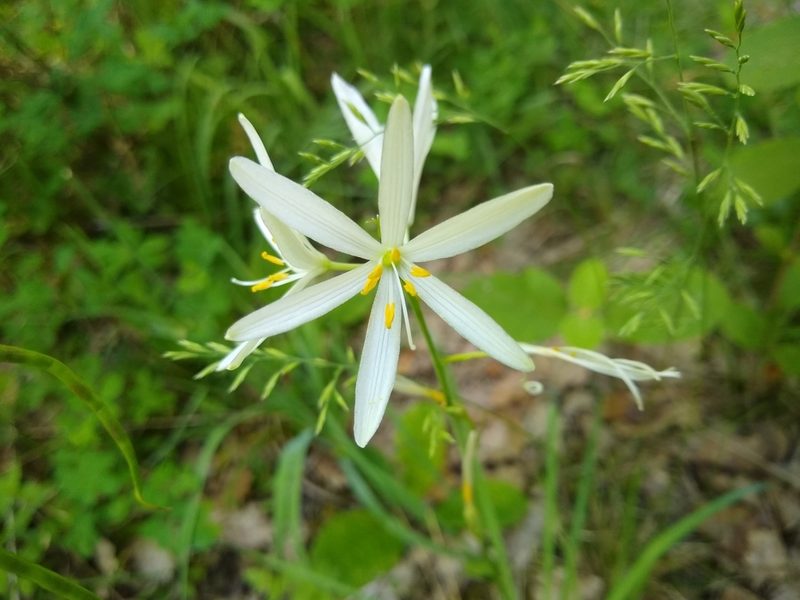 Anthericum liliago, photographed by Stefan Haag
