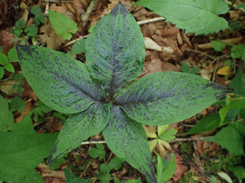 Arisaema quinatum, photographed by Evan M. Raskin