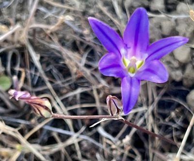 Brodiaea elegans, photographed by Chuck Wilson