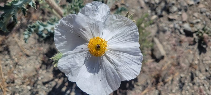 Argemone munita, photographed by Amthinkia