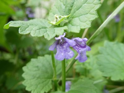 Glechoma hederacea, photographed by Bruce Cook