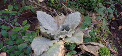 Verbascum thapsus, photographed by Franco Arenas