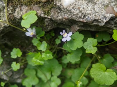 Cymbalaria muralis, photographed by Alexandr Stanislavschi