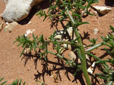 Salsola kali, photographed by Annika Lindqvist