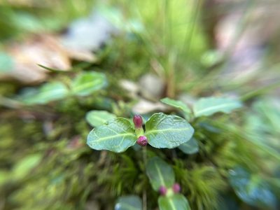 Mitchella repens, photographed by Jill DeVito, PhD