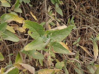 Lepechinia calycina, photographed by joergmlpts